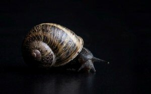 Ślimak winniczek na czarnym tle