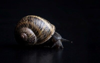 Ślimak winniczek na czarnym tle