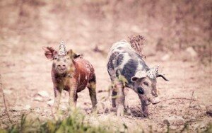 Liebster blog awards zorganizowani