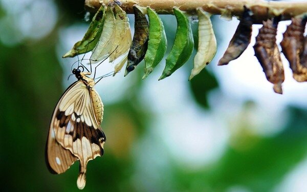 Z kim się zadajesz, takim się stajesz - czyli jak stać się najlepszą wersją samego siebie Zorganizowani