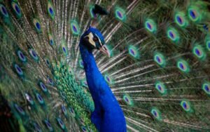 Pokora pozwoli ci wyluzować Zorganizowani Dawid Machalica